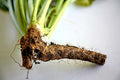 Horseradish Health Benefits: Boost Immunity, Digestion, and Detox