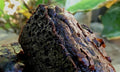 banana flour brownies