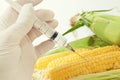 What are GMOs?