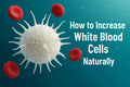 how to increase white blood cells