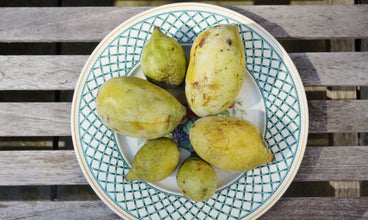 pawpaw benefits