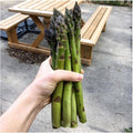 Benefits of Asparagus