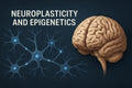 what is the difference between epigenetics and brain plasticity