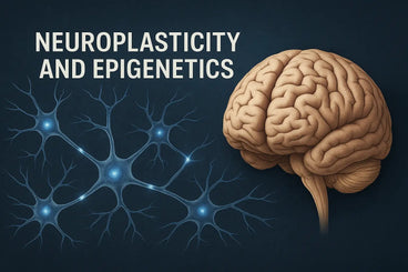 what is the difference between epigenetics and brain plasticity