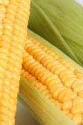 GMO Effects on Humans, Animals, and the Environment